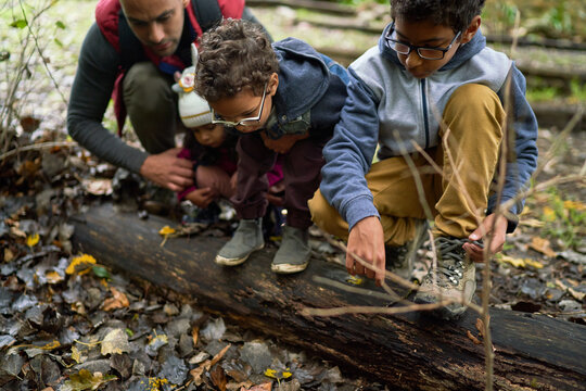 Father and sons exploring in woods