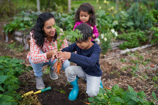 Mother And Kids Harvesting Carrots In Vegetable Garden
