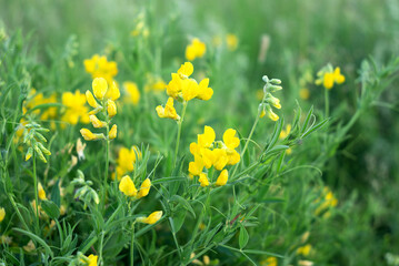Blooming yellow Lathyrus pratensis wildflower among green grass in summer field