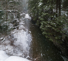 Winter scenery with snowfall and mountain stream running through picturesque snowy forest. River coursing in canyon through coniferous snow covered woods, Carpathian, Ukraine.