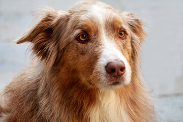 Close up portrait of the charming dog with the long red fur.