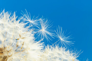 Naklejka premium Macro fluffy dandelion at blue sky, soft selective focus, summer background