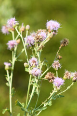 Obraz premium Creeping thistle in bloom closeup view with selective focus on foreground