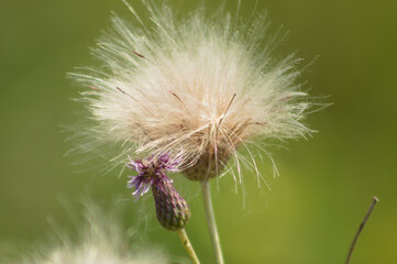 Fototapeta premium Fluffy creeping thistle seed closeup view with blurred green background