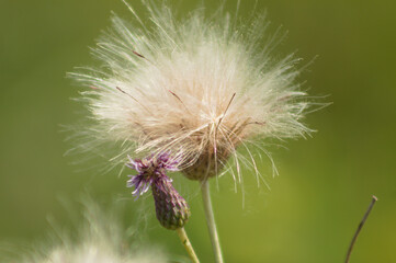 Fluffy creeping thistle seed closeup view with blurred green background