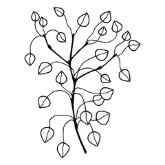 Eucalyptus branch. Vector stock illustration eps10. Isolate on white background, outline, hand drawing.