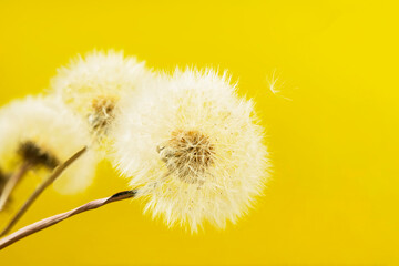 Fluffy dandelion at yellow background, soft selective focus, summer concept
