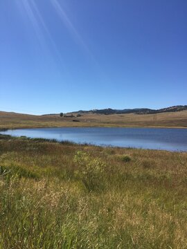 Colorado Mountain Fields and Forests with Green Grass, Flowers and Blue Sky