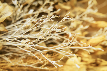 Bunche of beautiful dried plants. Organic natural golden background