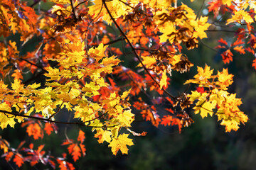 Obraz na płótnie Canvas Scenic Autumn colorful bright leaves, natural background