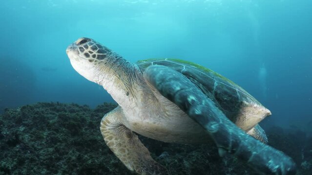 A Green sea turtle glides effortlessly past a scuba diver towards a school of sharks. Unique underwater view
