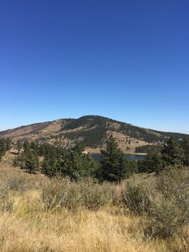 Colorado Mountain Fields and Forests with Green Grass, Flowers and Blue Sky