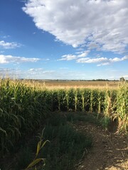 Colorado Cornfield in Autumn