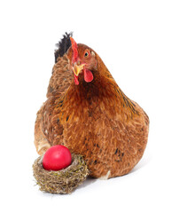 Brown chicken with egg.