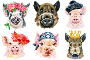 Set of pig portraits. Animal watercolor illustration on white background
