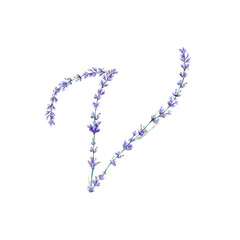 Floral Letter V. Watercolor hand drawn alphabet letter with botanical illustration of lavender flowers, leaves and branch. Initial letter for logo, greeting cards, invitations