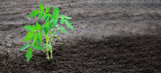 Young tomato seedlings are planted in soil in garden. Agriculture background with space for text. Spring planting on farm.