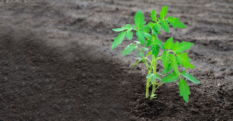 Young tomato seedlings are planted in soil in garden. Agriculture background with space for text. Spring planting on farm.