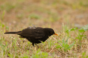 Male common blackbird Turdus merula cabrerae searching for food. Las Palmas de Gran Canaria. Gran Canaria. Canary Islands. Spain.
