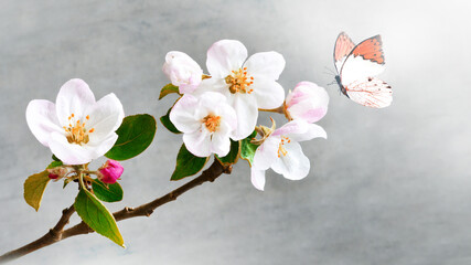 Flowering branches on a grey background and butterfly.