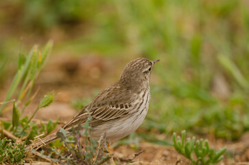 Berthelot's pipit Anthus berthelotii in the grass. Las Palmas de Gran Canaria. Gran Canaria. Canary Islands. Spain.
