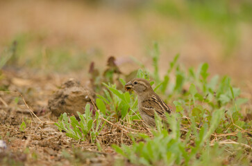Female Spanish sparrow Passer hispaniolensis with food. Las Palmas de Gran Canaria. Gran Canaria. Canary Islands. Spain.