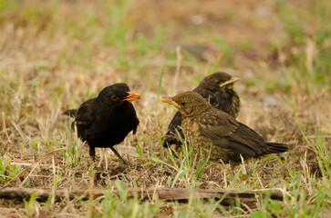 Common blackbirds Turdus merula cabrerae. Male with a woodlouse as food to its chicks. Las Palmas de Gran Canaria. Gran Canaria. Canary Islands. Spain