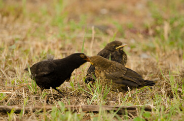 Common blackbirds Turdus merula cabrerae. Male feeding one its chicks. Las Palmas de Gran Canaria. Gran Canaria. Canary Islands. Spain.