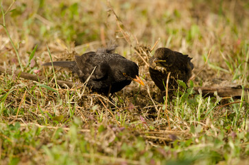 Common blackbirds Turdus merula cabrerae. Male searching for food with one of its chicks. Gran Canaria. Canary Islands. Spain.