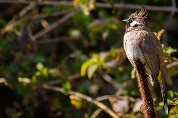 bird on a branch