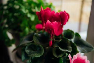 Blooming pink and red cyclamen or Alpine violet. House plants.