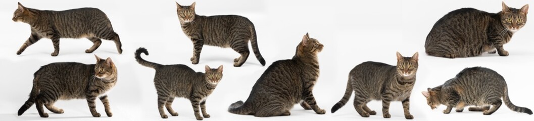 Various attitudes of she-cat isolated from white background. Panoramic frame.