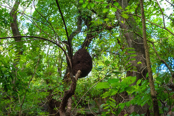 Termite nest on the tree in a tropical forest, natural outdoor background, Dominican Republic