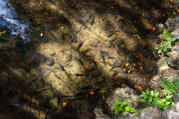 Three eyes cave in Santo Domingo, los Tres Ojos national park, Dominican Republic. Crystal clear water of the lake with interesting fish, natural outdoor background