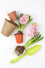 Garden tools, hyacinth flowers, peat pots on a white background. Spring garden concept.