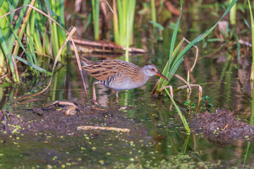 Brown-cheeked rail or eastern water rail (Rallus indicus) at Baruipur Wetland, West Bengal, India