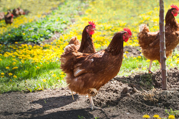 Hens outside in the meadow