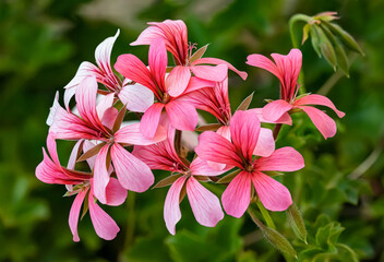 Red and white flowers on a green background