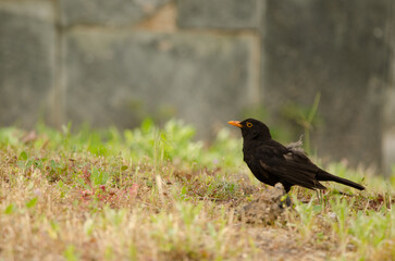 Male common blackbird Turdus merula cabrerae. La Ballena. Las Palmas de Gran Canaria. Gran Canaria. Canary Islands. Spain.