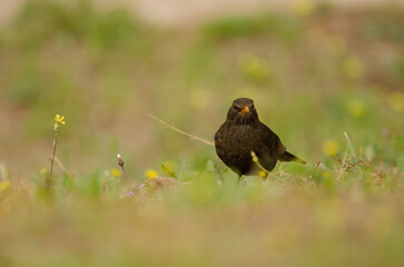 Female common blackbird Turdus merula cabrerae. La Ballena. Las Palmas de Gran Canaria. Gran Canaria. Canary Islands. Spain.