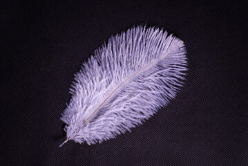 purple feather on a black background. Close-up