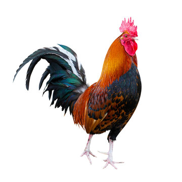 farm animals bird rooster and chicken isolated on white background.Chicken isolated on a white background