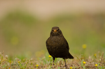 Female common blackbird Turdus merula cabrerae. La Ballena. Las Palmas de Gran Canaria. Gran Canaria. Canary Islands. Spain.