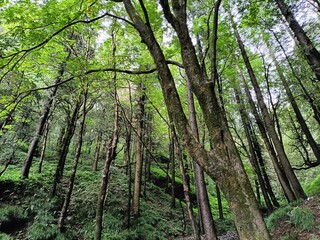 trees in the forest