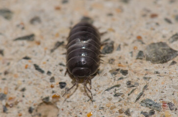 Front view of a common pill-bug Armadillidium vulgare. La Ballena. Las Palmas de Gran Canaria. Gran Canaria. Canary Islands. Spain.