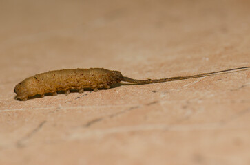 Rat-tailed maggot seeking a suitable place to pupate. Larval form of the common drone fly Eristalis tenax. Gran Canaria. Canary Islands. Spain.