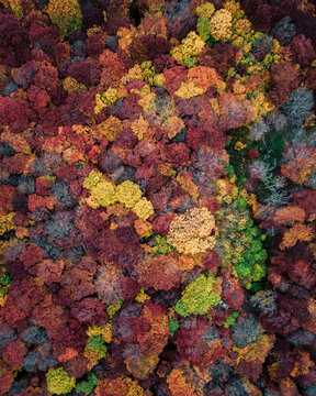 Aerial view of forest trees from top in autumn, Autonomous Republic of Crimea, Ukraine.