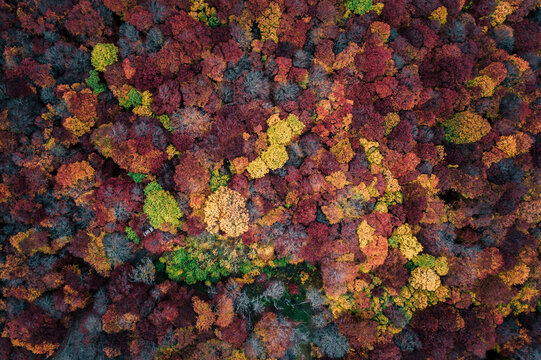 Aerial view of forest trees from top in autumn, Autonomous Republic of Crimea, Ukraine.