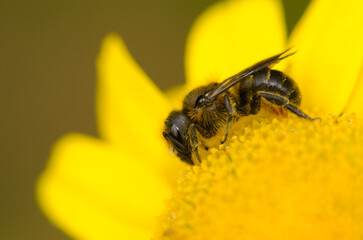 Canary black bee Apis mellifera. Valleseco. Gran Canaria. Canary Islands. Spain.