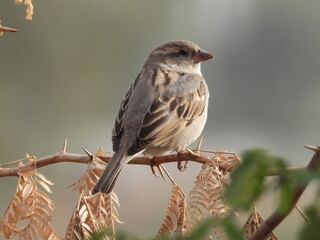 sparrow on a branch